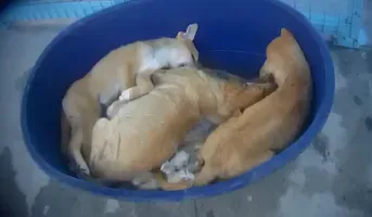 Mass death of puppies