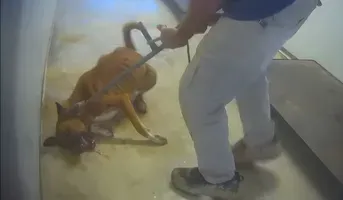 Continuous acts of violence and abuse