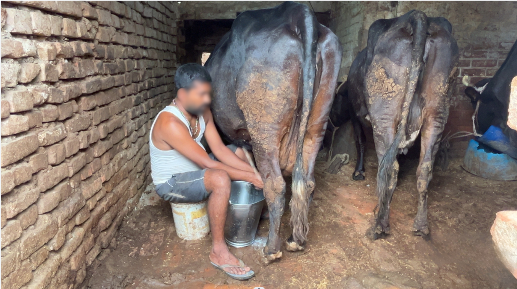 Dirty, possibly unregulated dairy unit.